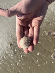 Architectonica nobilis
