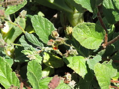 Hermannia prismatocarpa