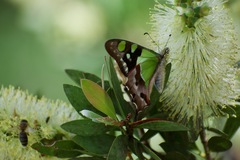 Graphium macleayanus