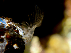 Austrobalanus imperator