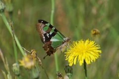 Graphium macleayanus