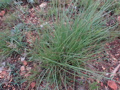 Eragrostis racemosa