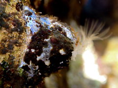 Austrobalanus imperator