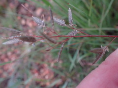 Eragrostis racemosa