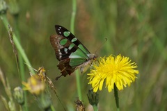 Graphium macleayanus
