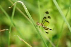 Neurothemis tullia