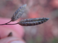 Eragrostis racemosa