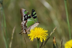 Graphium macleayanus
