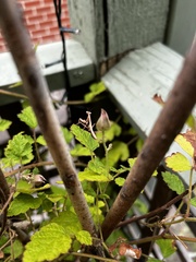 Pseudomantis albofimbriata