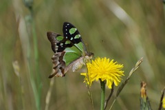 Graphium macleayanus