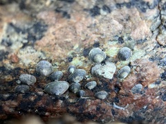 Siphonaria naufragum