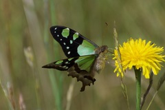 Graphium macleayanus
