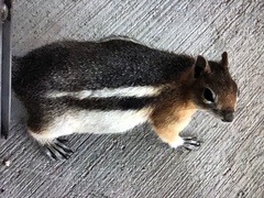 Callospermophilus lateralis lateralis