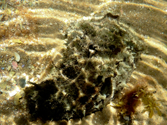 Dolabella auricularia