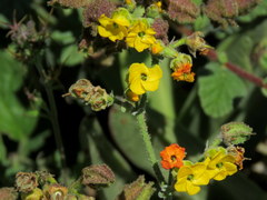 Hermannia prismatocarpa