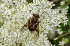 Scaptia auriflua
