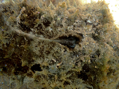 Dolabella auricularia