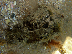 Dolabella auricularia
