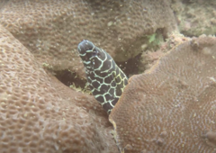 Gymnothorax favagineus