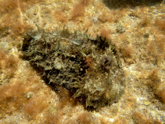 Dolabella auricularia