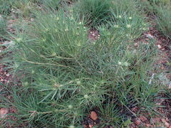 Geigeria burkei