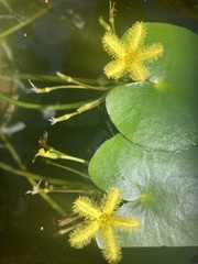 Nymphoides thunbergiana