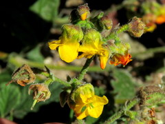 Hermannia prismatocarpa