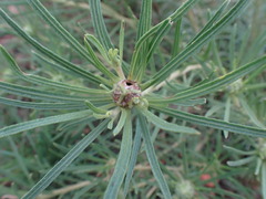 Geigeria burkei