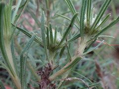 Geigeria burkei