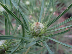 Geigeria burkei