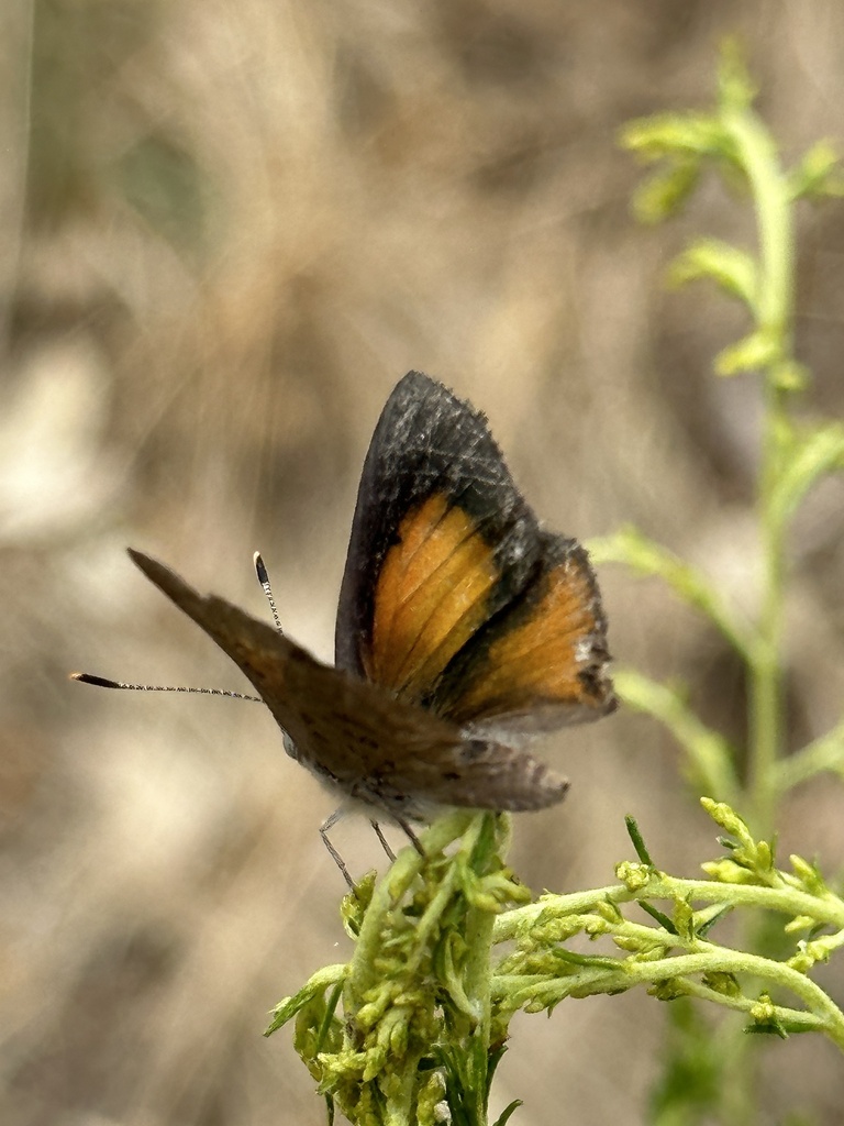 Eltham copper butterfly from Castlemaine Botanical Gardens, Castlemaine