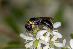 Colletidae