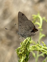 Paralucia pyrodiscus lucida