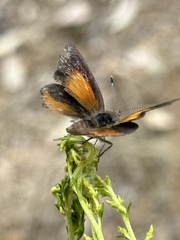 Paralucia pyrodiscus lucida