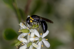 Colletidae