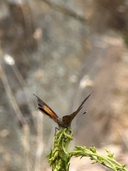 Paralucia pyrodiscus lucida