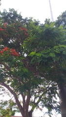 Delonix regia