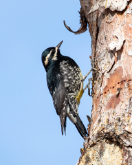 Sphyrapicus thyroideus