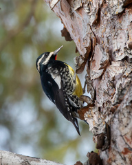 Sphyrapicus thyroideus