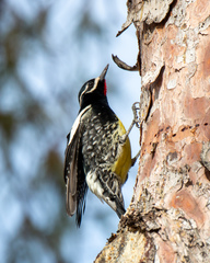 Sphyrapicus thyroideus