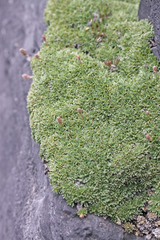 Petrophytum caespitosum caespitosum