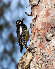 Sphyrapicus thyroideus