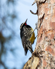 Sphyrapicus thyroideus