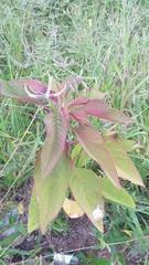 Amaranthus hypochondriacus