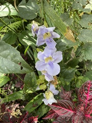 Thunbergia grandiflora
