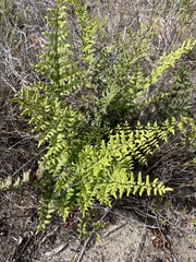 Pellaea pteroides