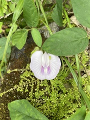 Centrosema pubescens