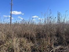Hibiscus striatus lambertianus