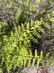 Pellaea pteroides