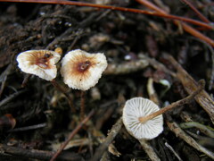 Crinipellis scabella